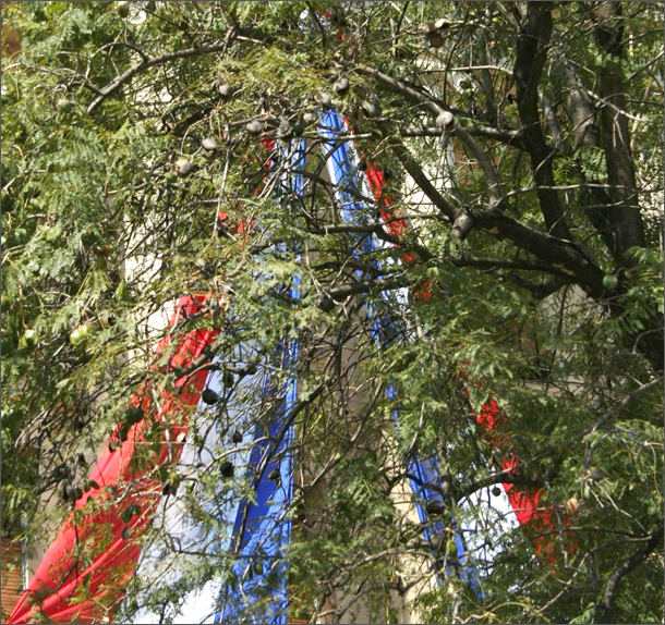 bandera paraguay arbol-610