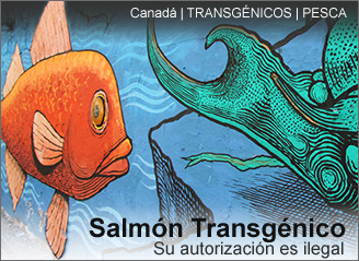 20140203 salmon transgenico-328