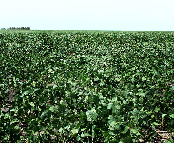 paraguaysoja 20130812 610