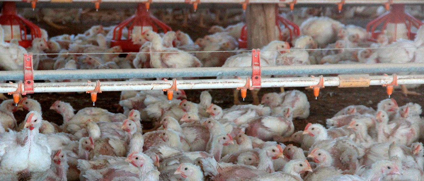 Outro alerta do futuro, e vão…