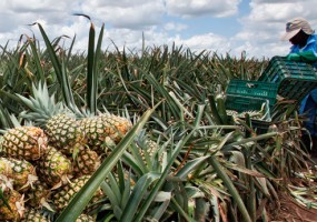 Informalidad y baja sindicalización en la picota