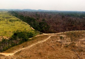 El agronegocio, causante de 70 por ciento de la deforestación en América Latina