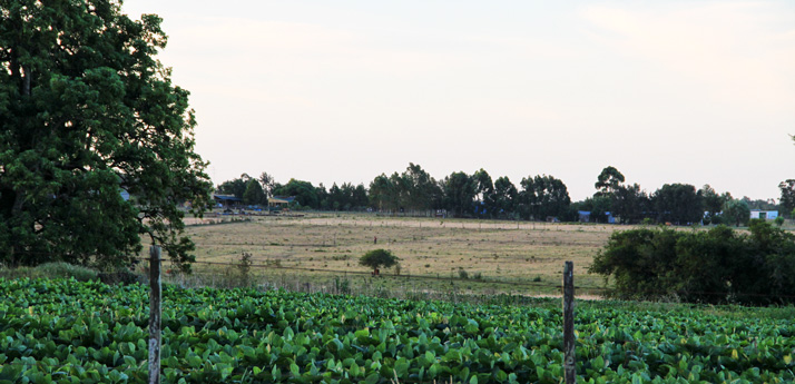 20160219 uruguay transgenicos714